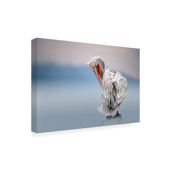 Xavier Ortega 'Dalmatian Pelican At Dawn' Canvas Art,12x19